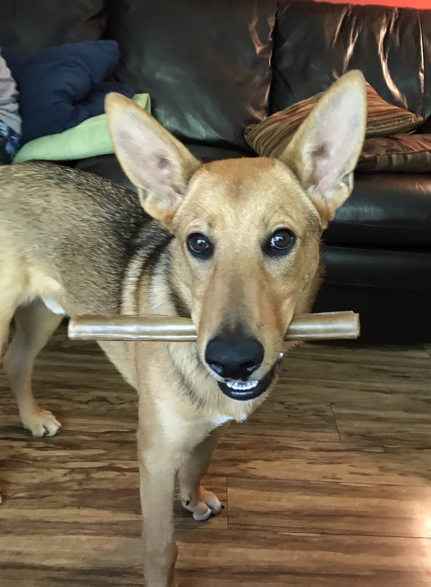 ASDAwarenessdog's tweet photo. "I will carry this around everywhere, just in case my owners steal it." #stopeyeingme #DogsOfTwitter #puppycuteness https://t.co/SfiFM8wXgH