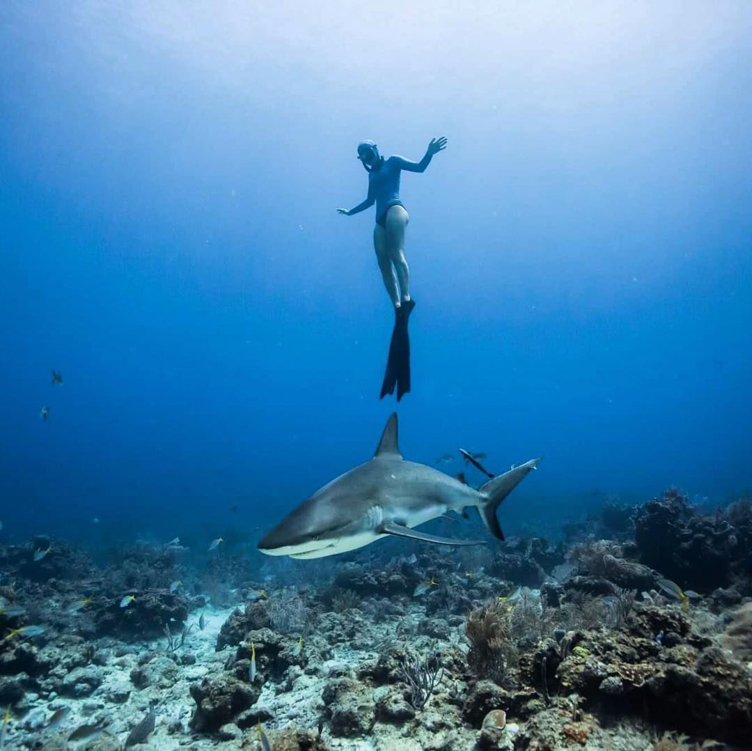 freedivera's tweet photo. Be brave enough to swim with sharks 😉. 📸 @alexstjeanphoto @nancyisagibson. #freediving #apnea #sharks #ocean https://t.co/sxkR5traqr