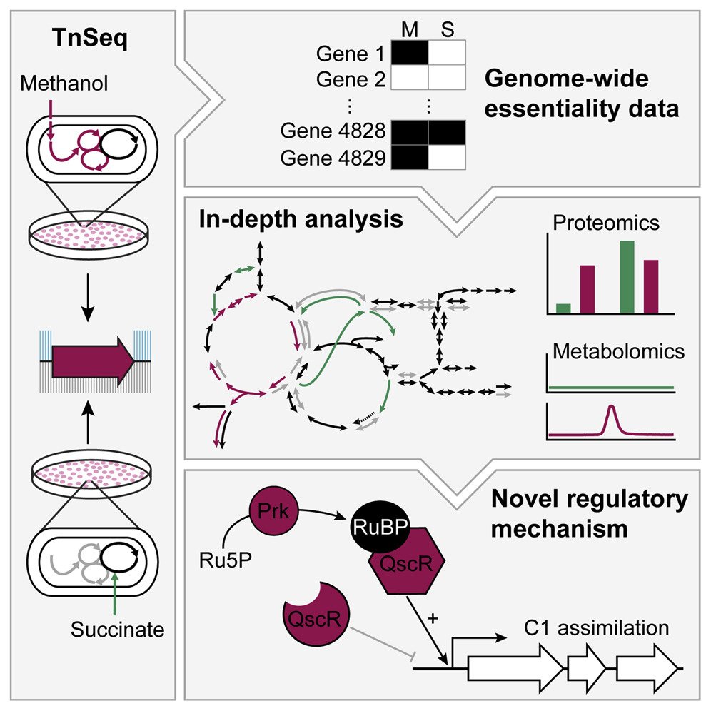 SystemsXch's tweet photo. Transposon sequencing reveals almost 100 novel genes crucial for growth on methanol #ERASysAPP #MetApp https://t.co/o0UTMYtyXs https://t.co/82dvx4Qncp