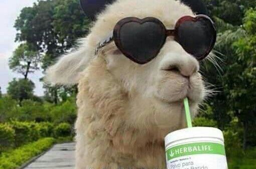 RositoNombuso's tweet photo. some people are going to download the app &amp; pay R60 p/m but they are not even paying R100 funeral plan for themselves..but ke #BonangByCellC https://t.co/UoyjI4oCUm
