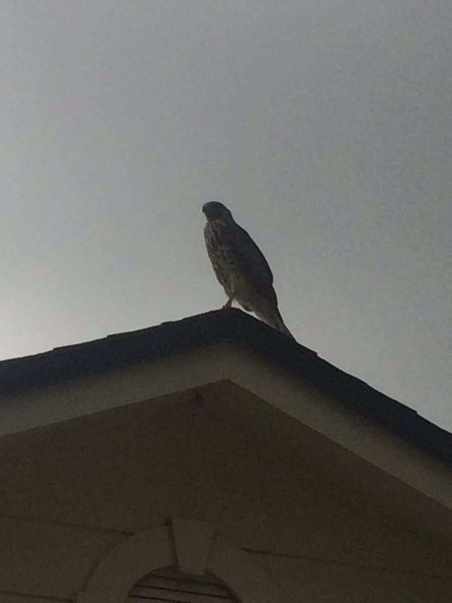 Jordan2bmine's tweet photo. #sithigh #alone #embracetheview #journey #hawk #huntingseason #whychasegoals #whenucan #huntdreams 😈💋💯#hiringCDL @DontBBrokeU #takeoff🛫 https://t.co/xZMe1bAchT