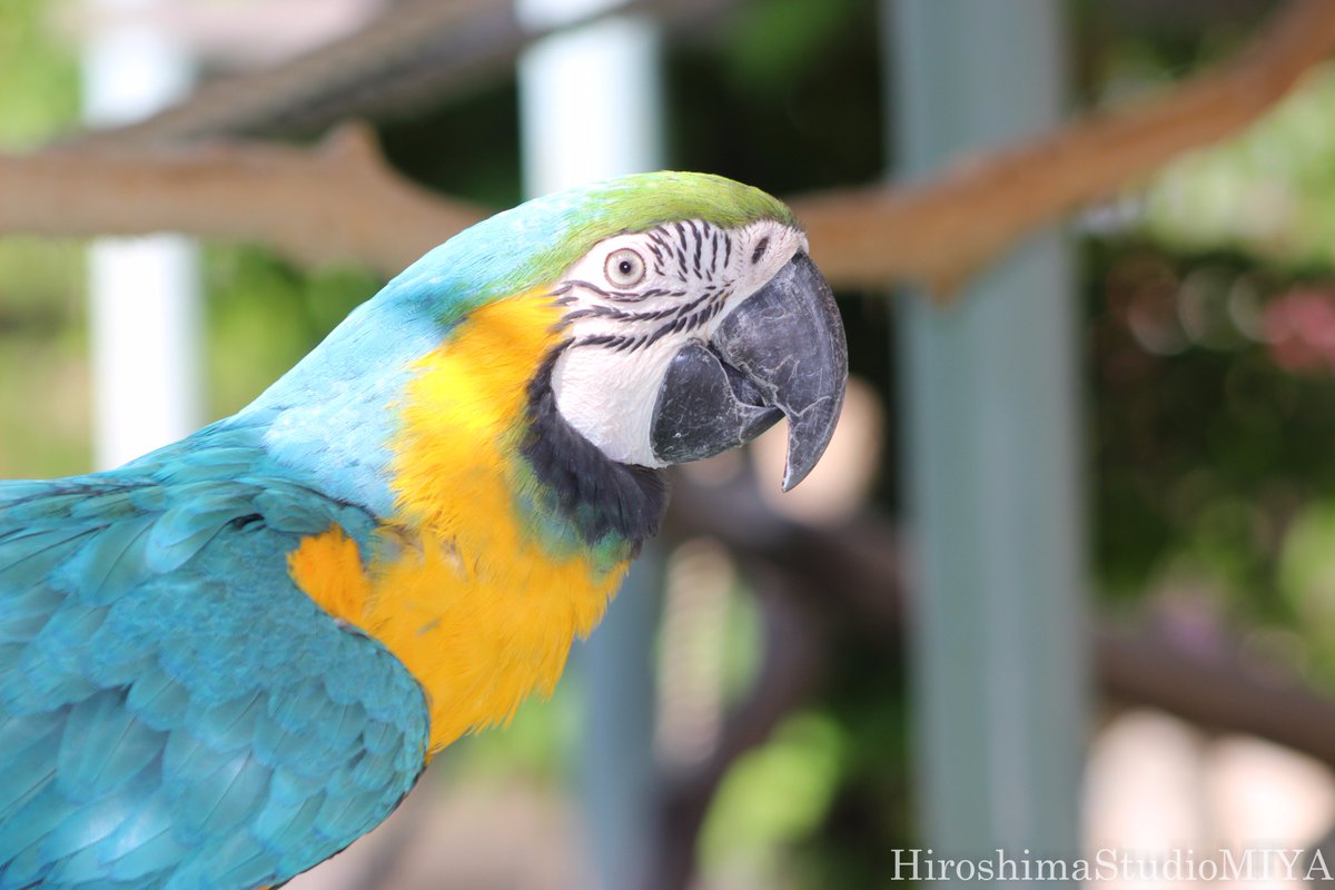 ルリコンゴウインコ 寿命