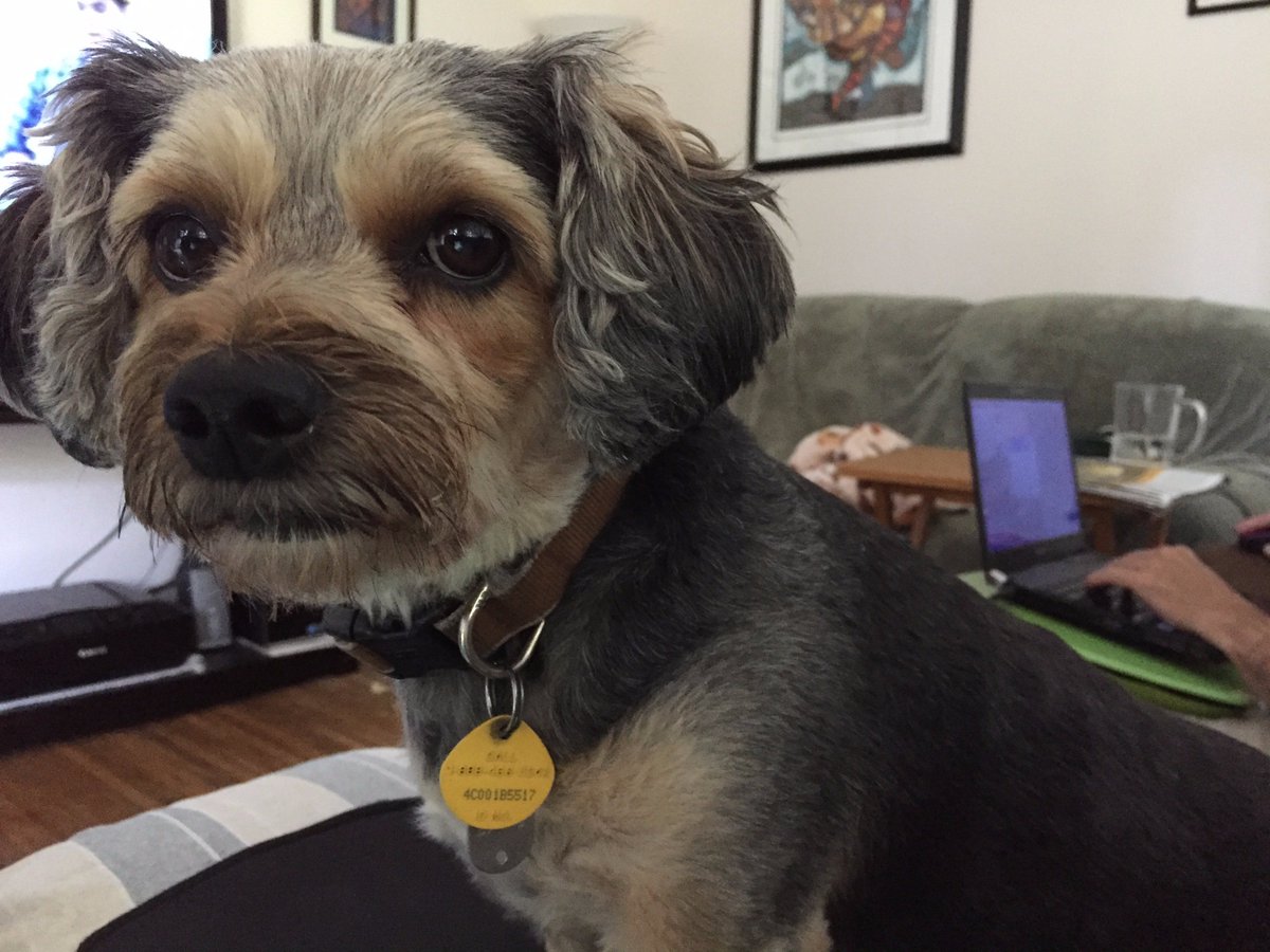 The_Real_DWG's tweet photo. @dog_rates TFW you're pupset that Mom's spent hours on laptop instead of playing outside in sun.  13/10 would take Molly outside right now! https://t.co/Ea1WKwRtBb