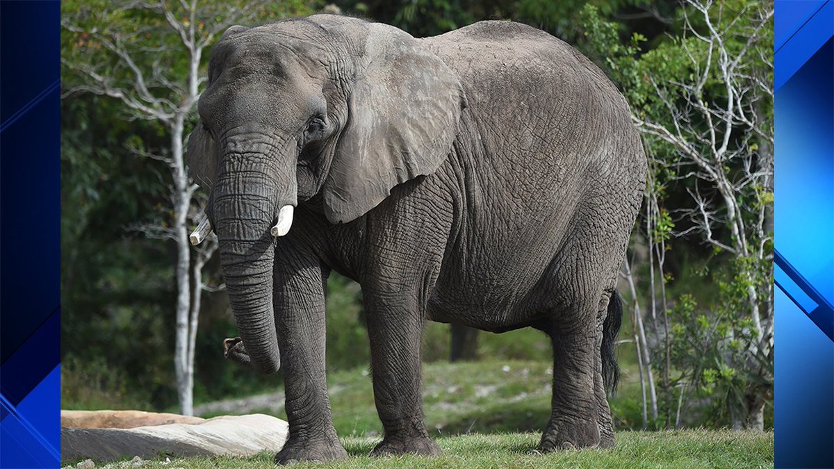44-year-old African elephant at @ZooMiam dies Tuesday bit.ly/2wvJPmI?utm_me… https://t.co/HKwEEvTLyE