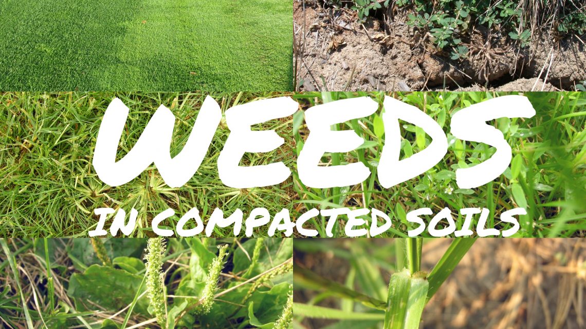 SFM_Magazine's tweet image. Weeds frequently observed in compact soils. #TurfHealthTuesday #sportsturf ow.ly/Oj0q30eq9vV