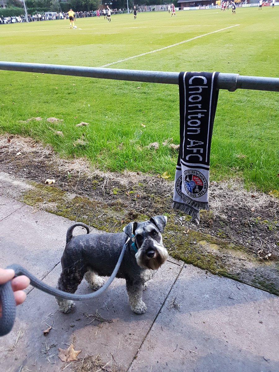HenryHornerDog's tweet photo. Taking in the FA Cup @WD_CFC 1-3 defeat to Northwich 1874 but did some good yapping @nonleaguedogs https://t.co/e6w0EpbeQ3