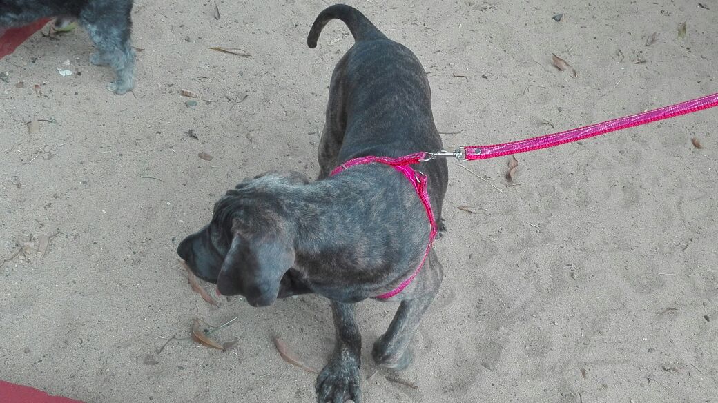 Umata felicita iniciativa de baños para mascotas en el conjunto residencial La Bonguita de Cartagena.