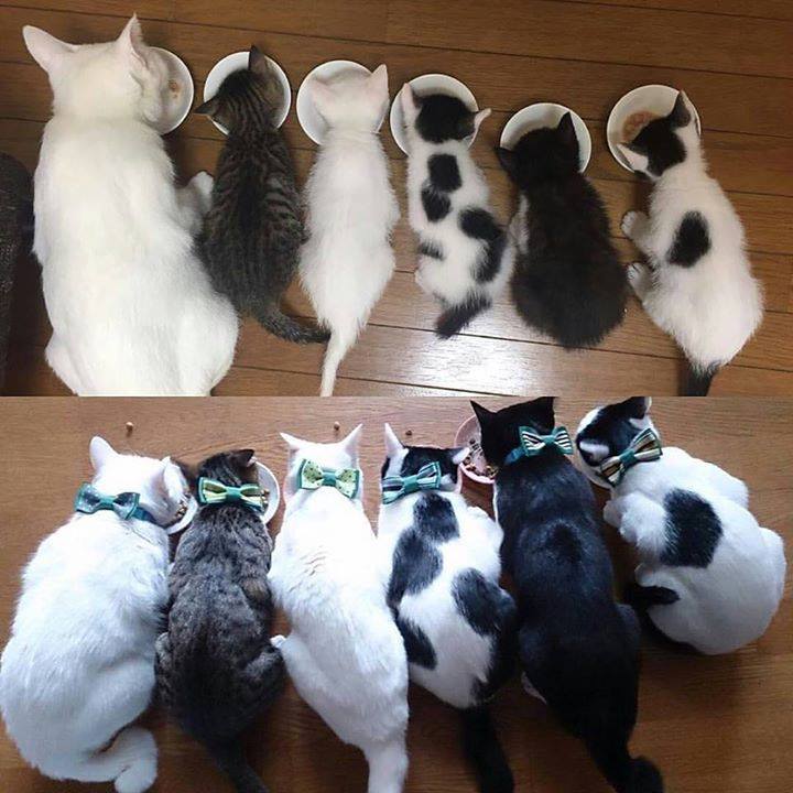 LargestCatBreed's tweet photo. Then &amp; now https://t.co/PTzrGJWtUD