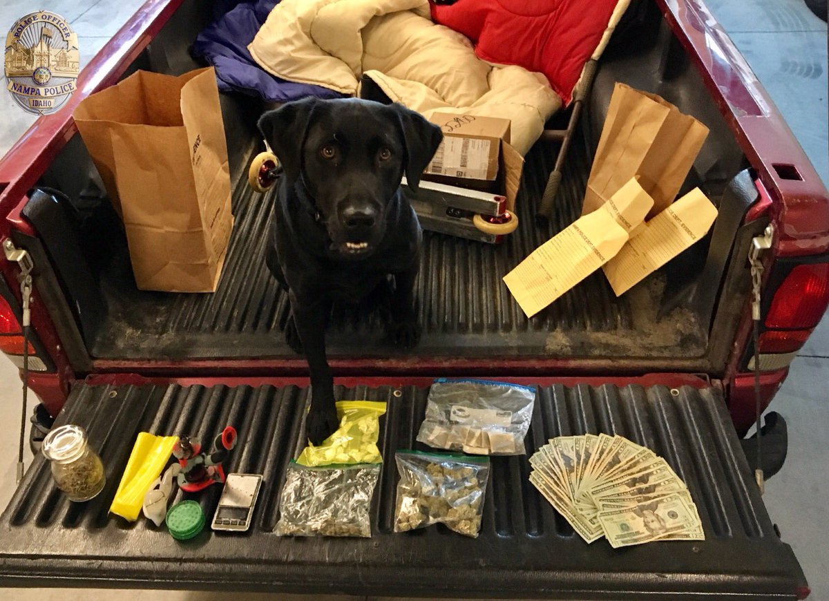 NampaPolice1's tweet photo. #K9Drake posed w/this recent discovery.We're seeing an increase in drug seizures. Report drug activity,208-463-0139 https://t.co/033BQAsjgG https://t.co/otxHymi1K5