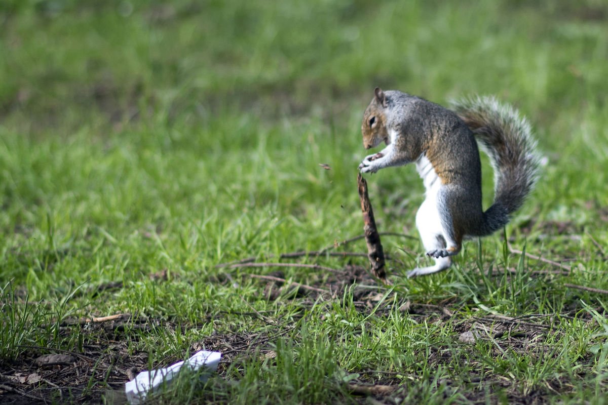 chronline's tweet image. Squirrel, Not #Eclipse17, Causes Power Outage in #CentraliaWA ⚡ &amp;gt;&amp;gt; chronline.com/news/squirrel-…