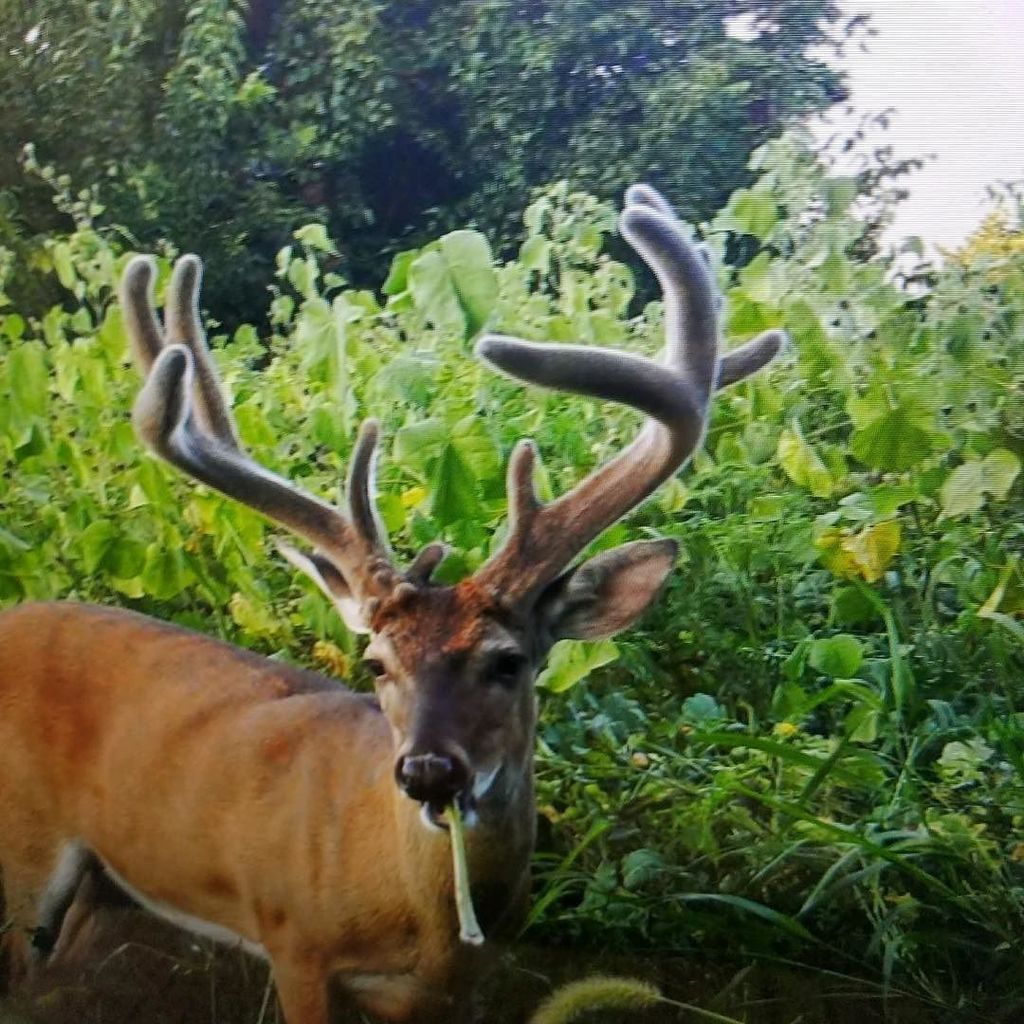 Big buck! #bigbucks #whitetail #deerhunting #deerhunter ift.tt/2wvUyxz
