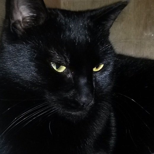 What greater gift than the love of a cat? Look at all our beautiful black cats patiently looking for loving homes.  ow.ly/1ixo30eBDe8