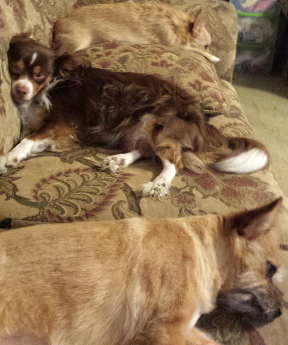 Ksniper15's tweet image. My sweet lazy dogs! #LazyDay #alabamadogs