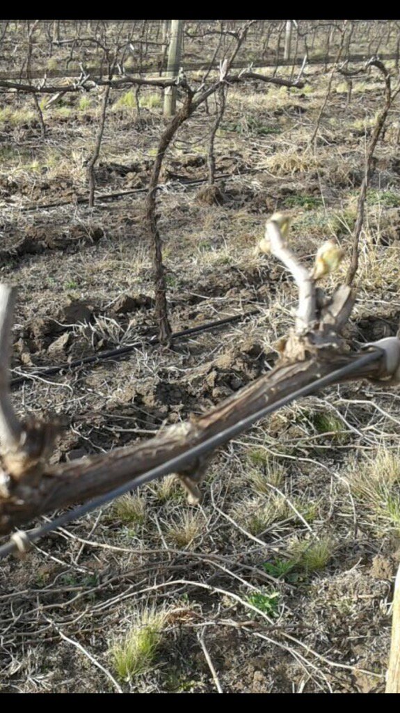 Yemas hinchadas e inició de brotacion!Chardonnay los reartes Cdba <a href="/AndresGabrielli/">Andrés H. Gabrielli</a> <a href="/Marce_loSanchez/">Marcelo Sanchez</a> <a href="/alevigilmalbec/">Alejandro Vigil</a>