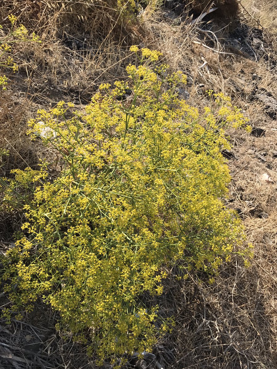 ata_turak's tweet photo. #kuraklık#drought#gümüşlük https://t.co/bYTWt8ljE9