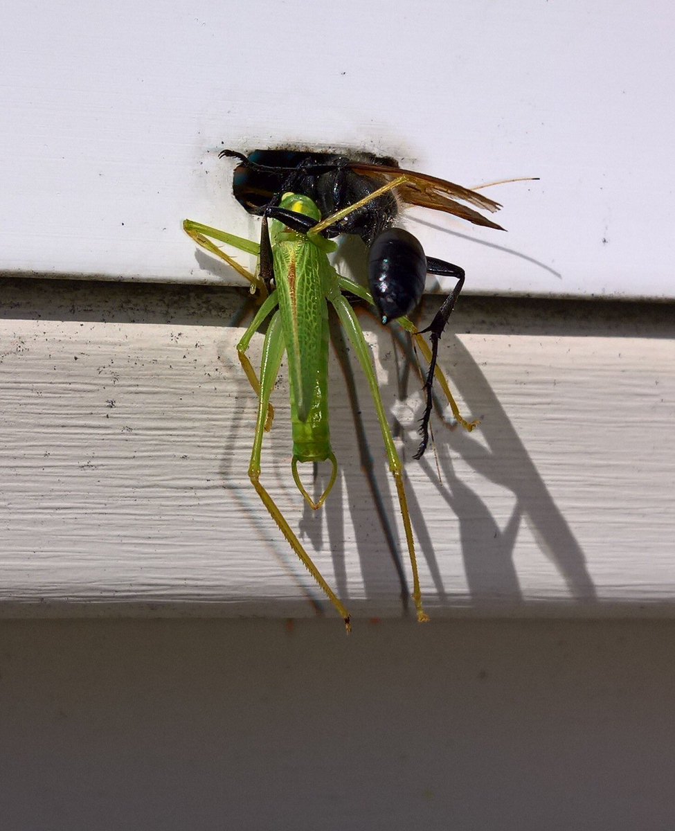 geordiemuppet's tweet photo. Today the Junior #Bug #Hunters discovered #TheMightyHunter &amp; #Prey. #Wasp #Entomology #insects #Macro https://t.co/qLrtDmTfA7