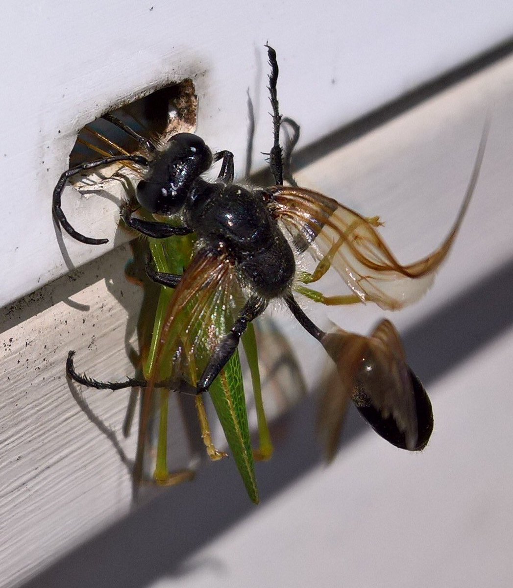 geordiemuppet's tweet photo. Today the Junior #Bug #Hunters discovered #TheMightyHunter &amp; #Prey. #Wasp #Entomology #insects #Macro https://t.co/qLrtDmTfA7