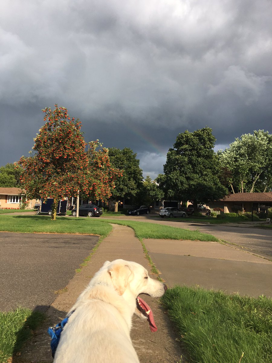_A__M__T's tweet photo. IM CRYING I tried to take cute pics of Jim with the rainbow but he wouldn't stop panting 😩 HIS TONGUE THO https://t.co/ii4QgUq0pt