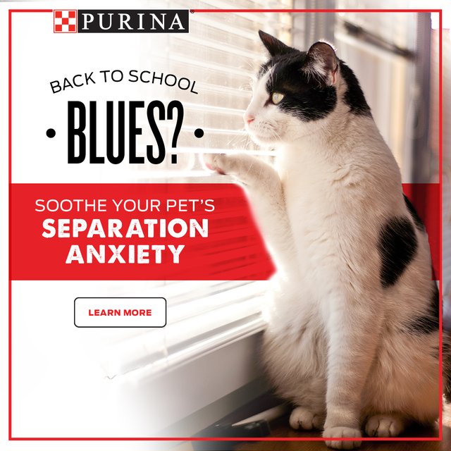 LauraSpreckLee's tweet photo. When kids go back to school it can be really tough on pets. #tipstohelp https://t.co/3TDR0awiHt #PurinaVetPro https://t.co/xXHPvdq8e3