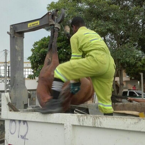 Umata rechaza maltrato y abandono de equino y solicita a la ciudadanía denunciar a los agresores.
#PorCartagena
#PrimeroLaProtecciónAnimal
