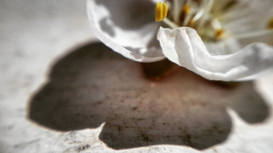 SLReflects's tweet image. #apricot #blossom