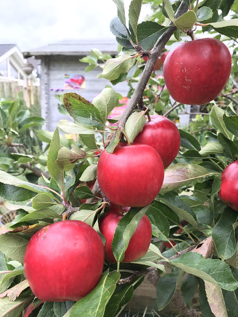 GmGm30's tweet photo. @idahocafe Couple more days for ours 😉 #MiniOrchard https://t.co/pOucc6KAuT