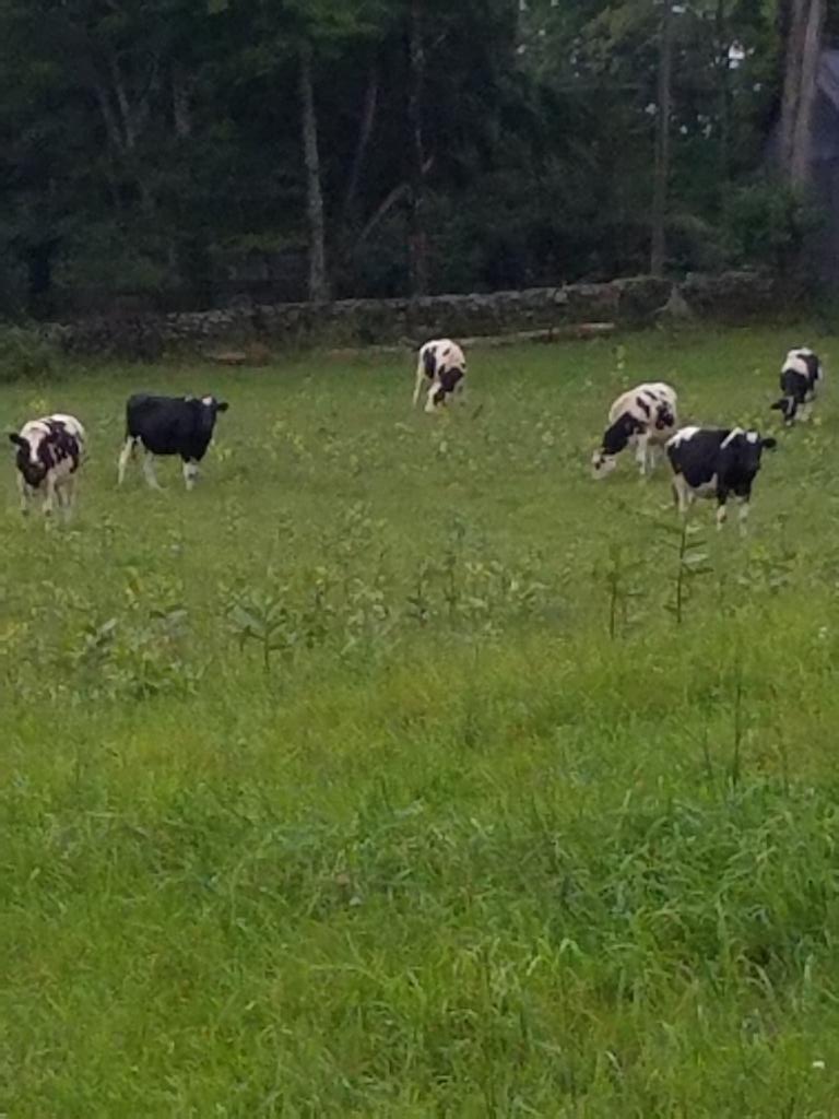 NikkiH2580's tweet photo. When your BD is a farmer and u get to play with the cows in the field. 🐄 #moo https://t.co/VZqMctNjoD