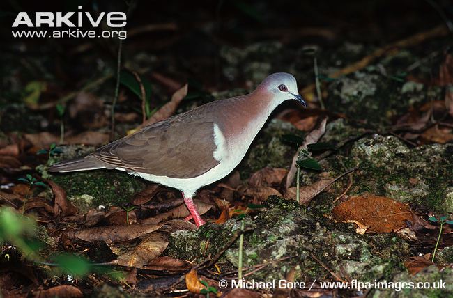 oswaldoaves's tweet photo. Un destino para visitar y pajarear es #AvesDelTolima con especies como Paloma y el gorrion del Tolima, unicos y solo en #TolimaBiodiversa https://t.co/DwB2F5MiEB