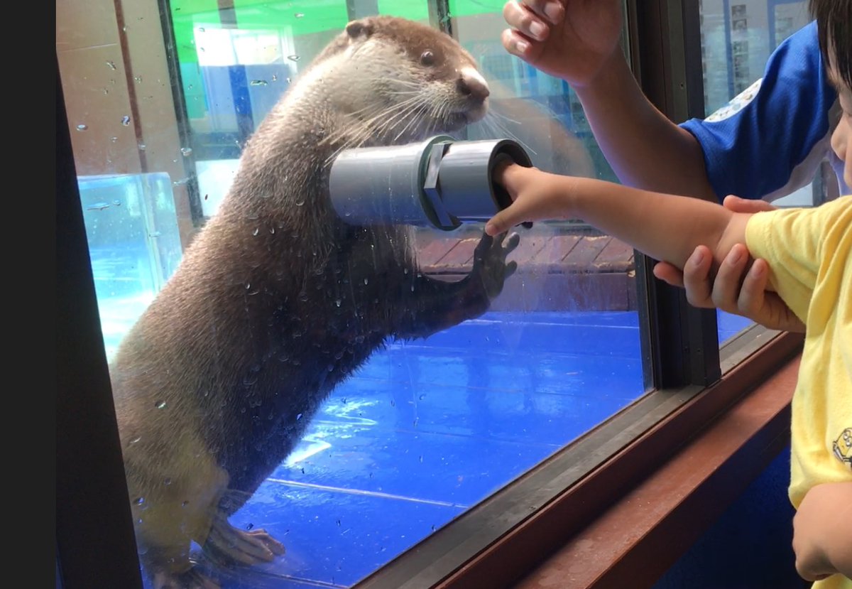 仲良し♡カワウソ&ひよこ 【公式通販】