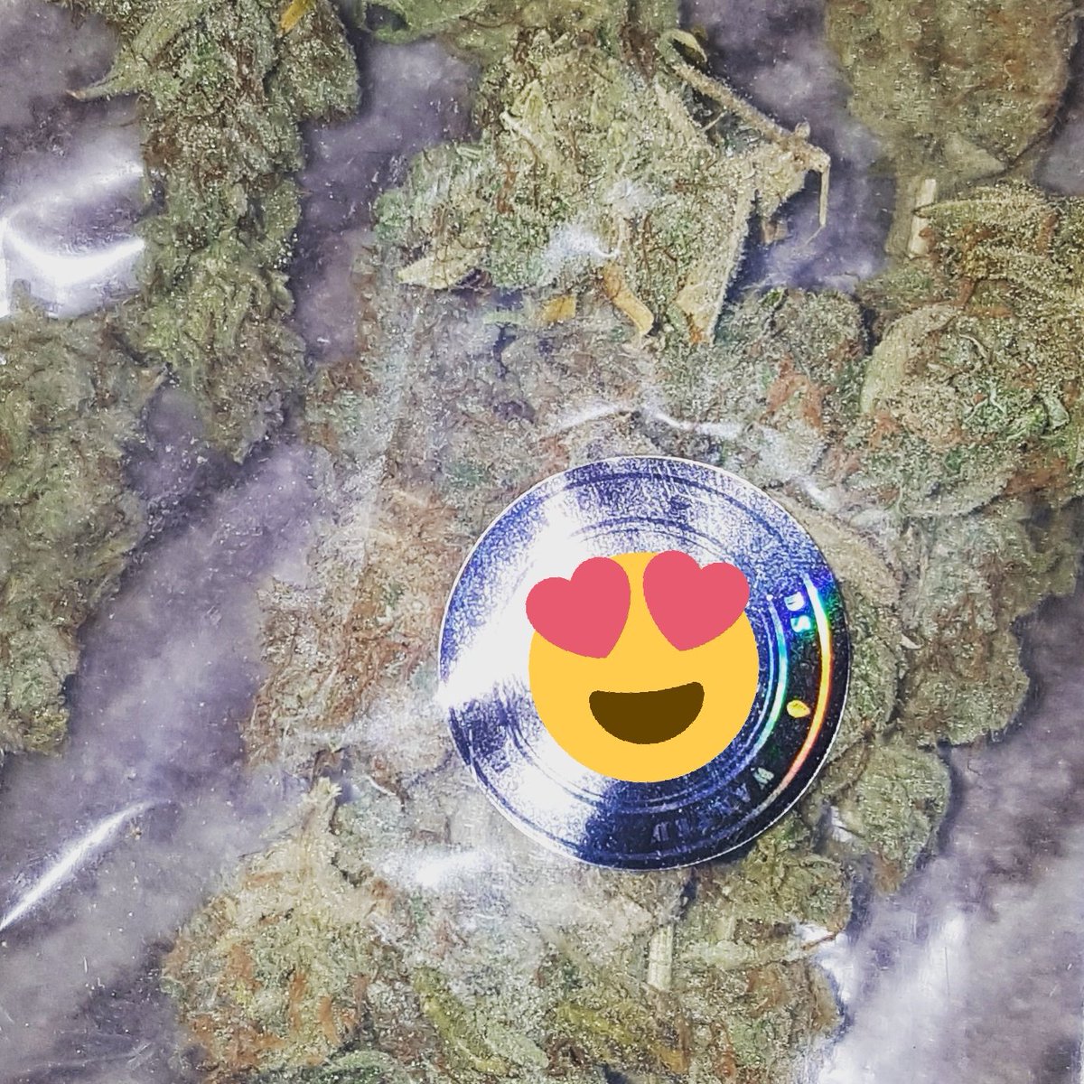 Wanted Seeds tweet media