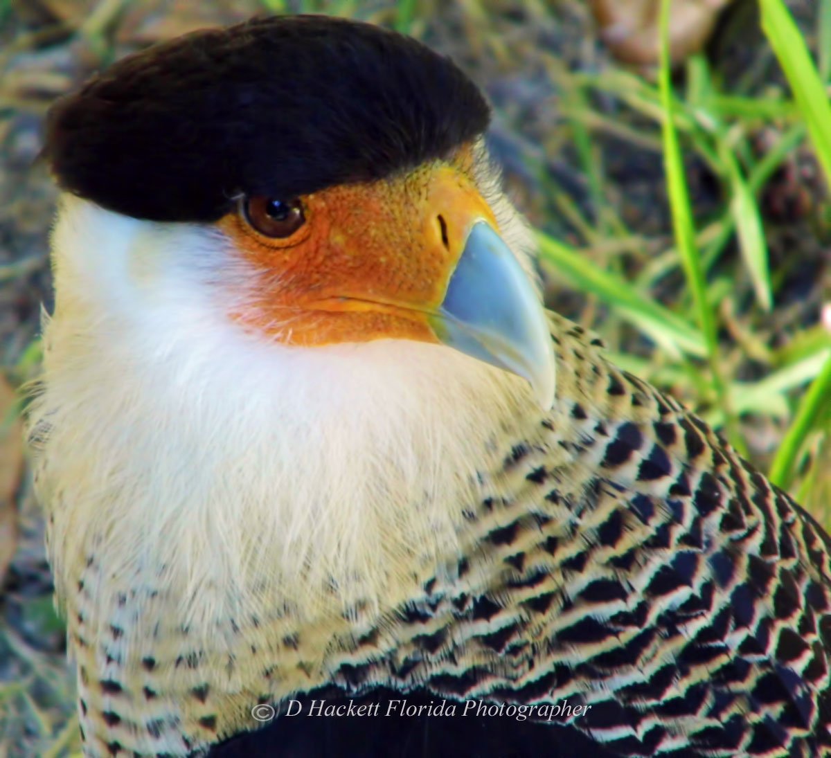dhackett4150's tweet photo. #bird #caracara #crestedcaracara #raptor #hawk #predator #florida #bluebeak #dhackett https://t.co/BIQj3v9r6T https://t.co/AgV2NGsgvn