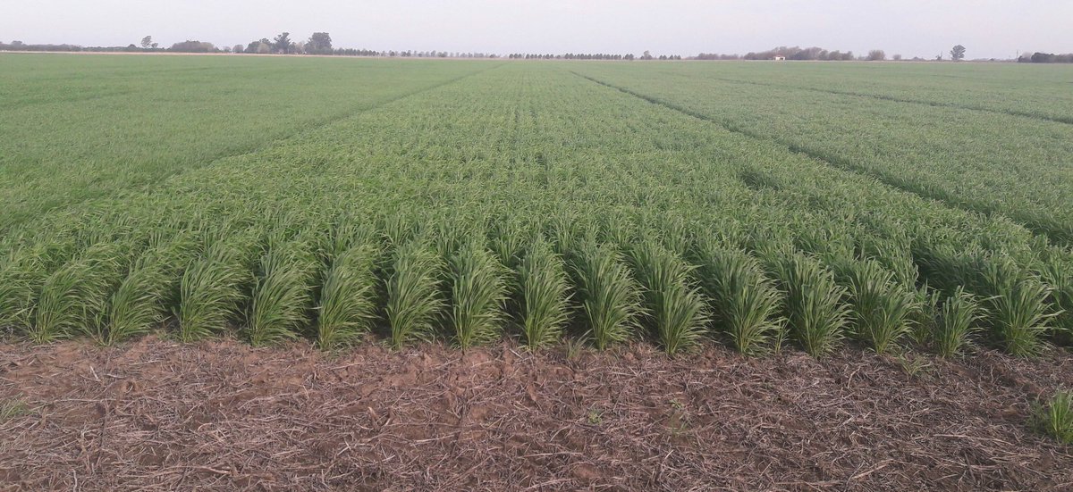JochiArigos's tweet photo. Recorriendo ensayos en franjas en el sur de Santa Fe, hoy Elortondo y Santa Teresa!! @macro_seed https://t.co/TGmmJeTesB