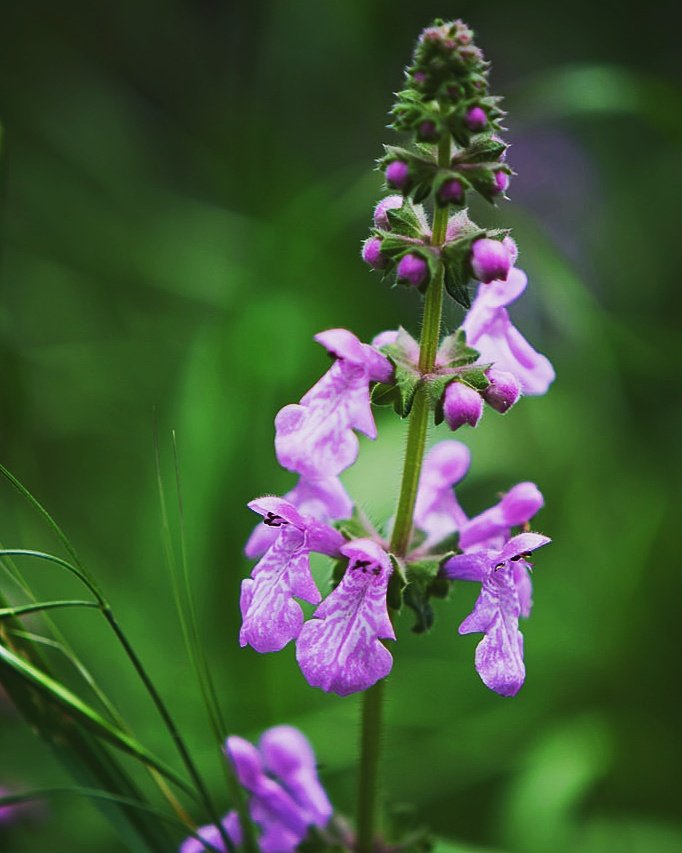 DestinationUrbn's tweet photo. Pressed By Nature's newest: California Hedge Nettle 🌸🌸 #flowers #photography #design #wildflower #nature #explore #like #naturephotography https://t.co/W8biIiAbDA