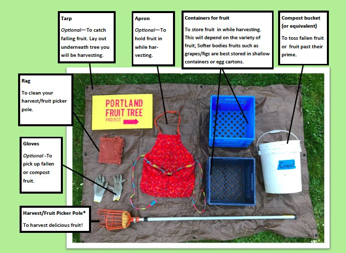 What equipment do you need to harvest fruit ? Check it out! #sharetheharvest #DIY #PDX #portlandfruit