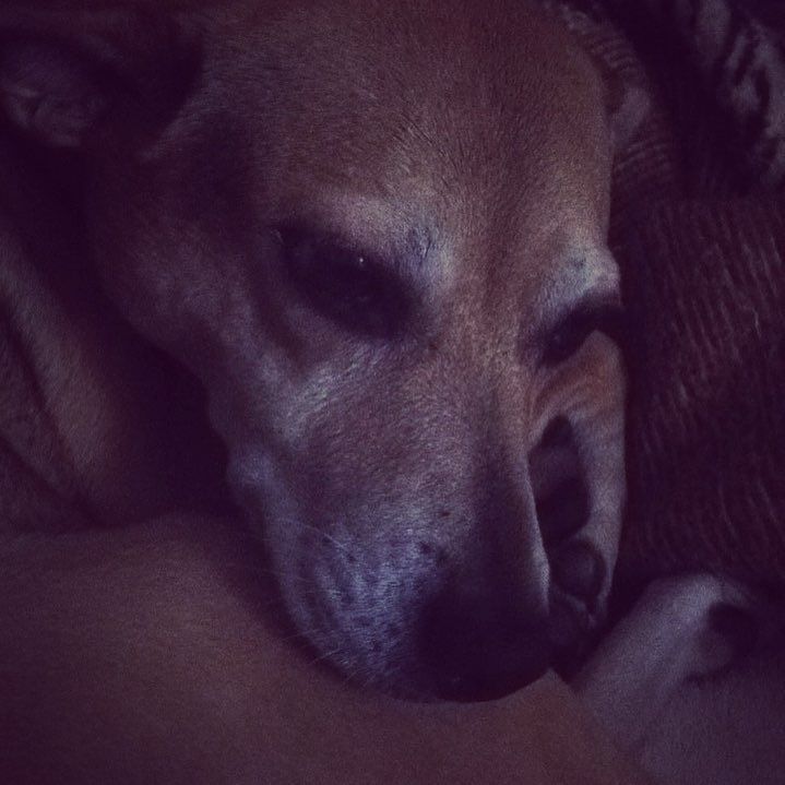 ladkinsonline's tweet image. @queen.spice is at it again with her "hangy-dog" face. I fall for her more every day. 💗🐶💗🐶💗🐶 #spiceoflife #keepsme… bit.ly/2vn1bx4