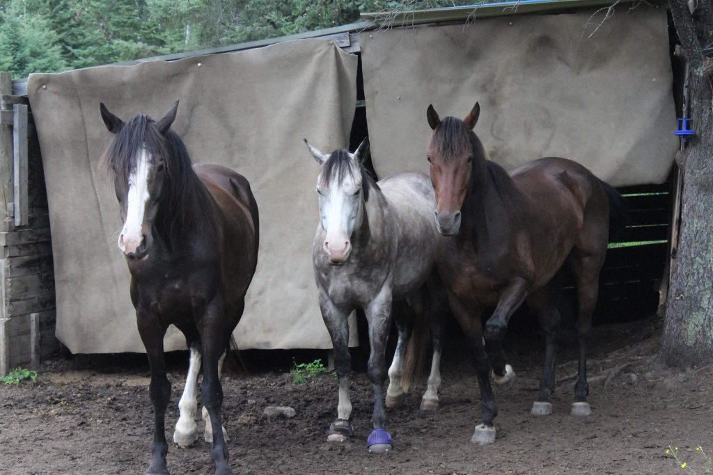 these three making good use of their shelter by standing JUST outside of it