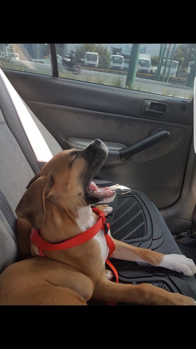 CarmenG10640311's tweet photo. #PromoPerruna Hola les presento a mi perrita Laika. Vamos camino al veterinario con su hermano Capitan https://t.co/xHC32bBTrB