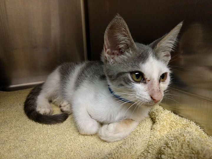 cobbkitties's tweet photo. ️️This is Alexei

ID 599005
Date Acquired: 8/22/2017
How Acquired: Owner turn in
Adoptable on: 8/22/2017
CAT2 652
… https://t.co/xNAnKDAjZX https://t.co/LfcD8HNmIw