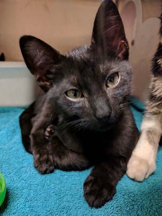 cobbkitties's tweet photo. ️️This is Jasper

ID 599009
Date Acquired: 8/22/2017
How Acquired: Owner turn in
Adoptable on: 8/22/2017
CAT1 626
… https://t.co/uEzFnLvZlU https://t.co/VR5xIRspRD