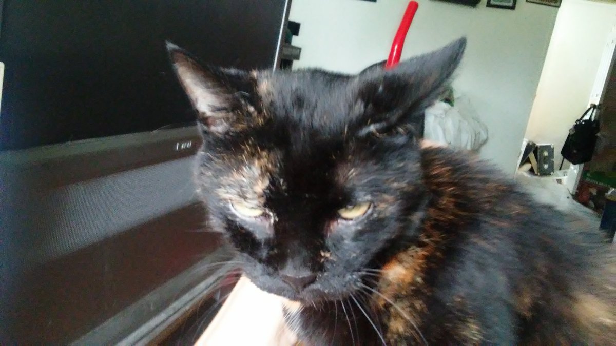 Raw_Pet's tweet photo. Happy 15th birthday Mooch. Raw fed. No grinds. PMR model since March 2010. Questions? https://t.co/bguuoOssni