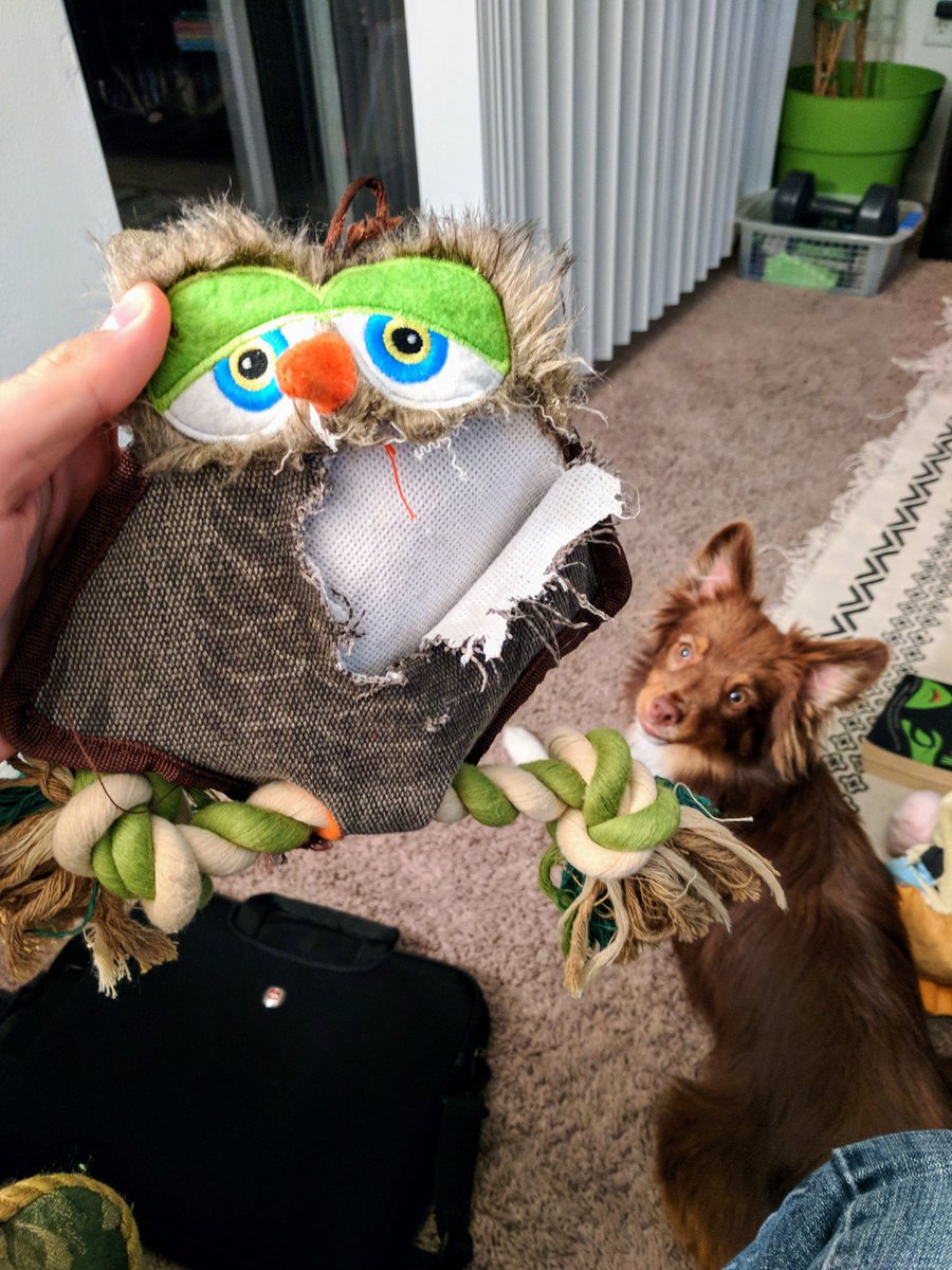 JakeShama's tweet image. Bought Flynn a new toy because it was supposed to be tough to break. About 30 minutes later... #DestroyerDog