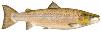 FishCascadia's tweet photo. @WDFW is encouraging anglers to help catch the 4000 Atlantic #salmon that are now swimming free in the Puget Sound https://t.co/okzG6JlCEF https://t.co/HcUMtrb0bG