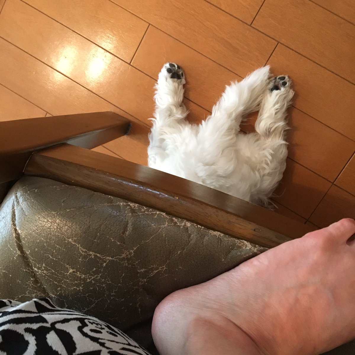 tokyounosuke's tweet photo. 本日の頭隠して尻隠さず足を出す https://t.co/H6kEgscQWq