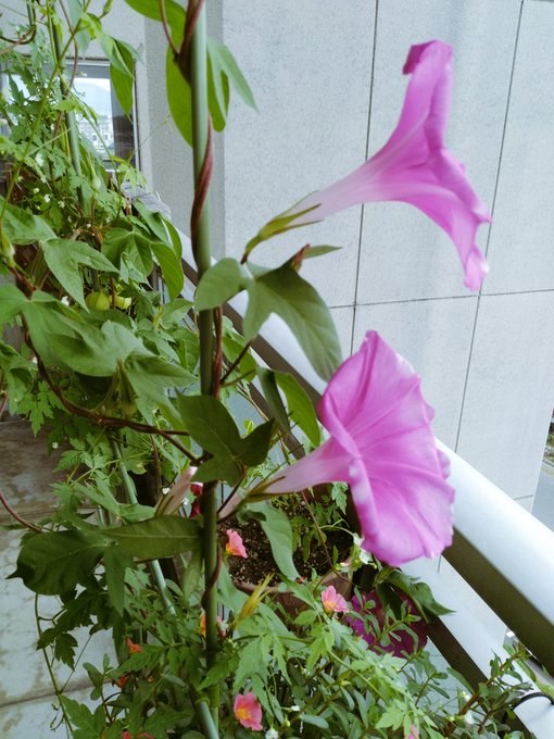 Twitterのコスプレ画像13