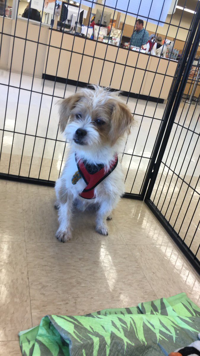 afhs interact club tweet media