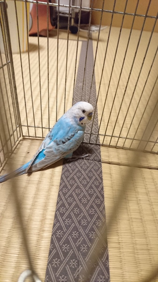 aonyaru33's tweet photo. 迷子のセキちゃん正式にうちで飼わせて頂くことにしました。
全く情報もないので、うちの子にしちゃいます。
もし、もしも飼い主が見つかったら確認後引き渡します。
名前は拾ってくれた方が名付けた『ポポちゃん』にしようかなと思いますが、もう少し考えます。
#迷いインコ　 #セキセイインコ https://t.co/7OzkIg2Q2Z