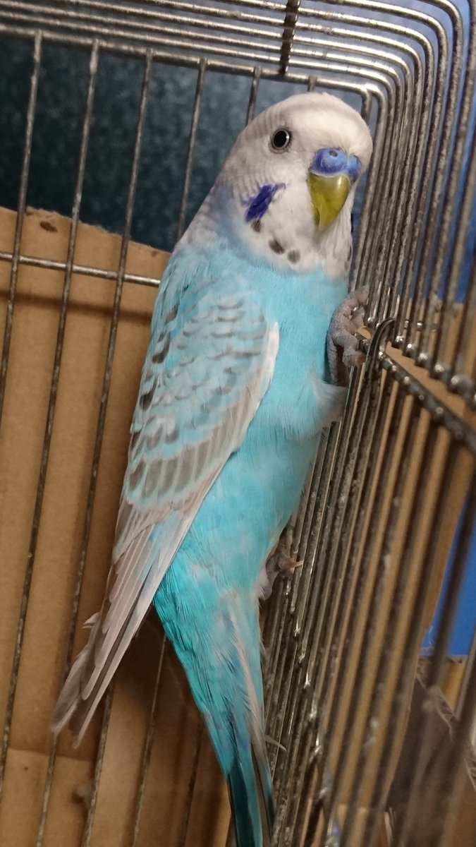 aonyaru33's tweet photo. 迷子のセキちゃん正式にうちで飼わせて頂くことにしました。
全く情報もないので、うちの子にしちゃいます。
もし、もしも飼い主が見つかったら確認後引き渡します。
名前は拾ってくれた方が名付けた『ポポちゃん』にしようかなと思いますが、もう少し考えます。
#迷いインコ　 #セキセイインコ https://t.co/7OzkIg2Q2Z
