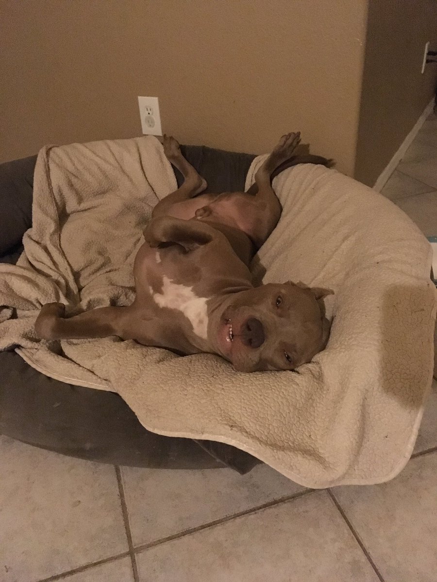 AZPetSitterPro's tweet photo. The only indication that Eli is still alive is that his eyes follow me as I move.

#showmeyourdingus #derpface #doofusdog #spayneuteradopt https://t.co/tQTkcHrPHp