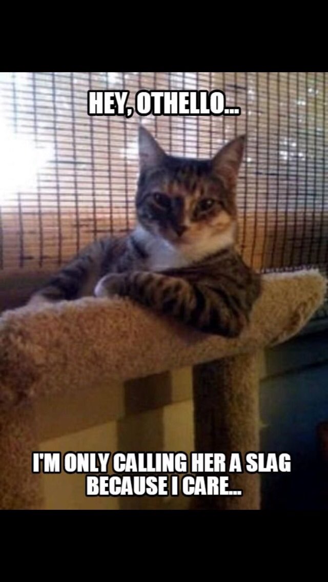ShakespeareCat1's tweet photo. #othello #shakespeare #funnymeme #cats #KittyMacSquad #tunatuesday #whiskerswednesday https://t.co/DAkENZFu8k