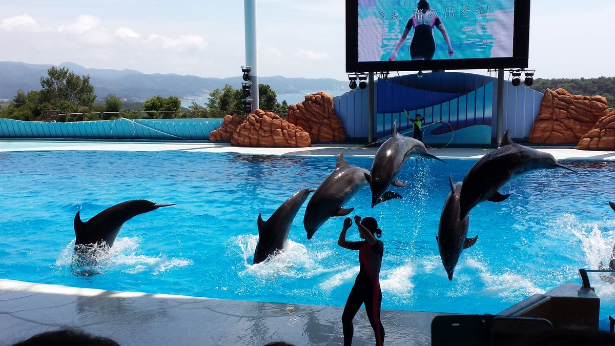 イルカショーやばw
すげ〜!